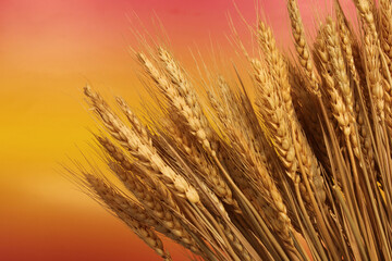 Fototapeta premium Wheat Stalks Close up With Sunset Background