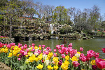 Fototapeta na wymiar Colorful Tulips in Emirgan Park, Istanbul, Turkey