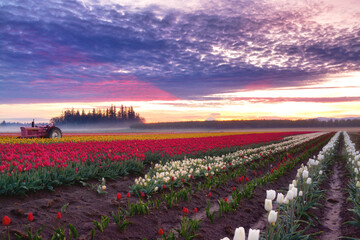 Blooming Sunrise (Wooden Shoe Tulip Farm)
