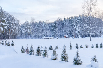 Obraz premium Small fir trees. Winter woods, snowy mood. Cloudy day.