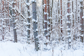 Winter woods, snowy mood. Cloudy day.