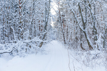 Winter woods, snowy mood. Cloudy day.