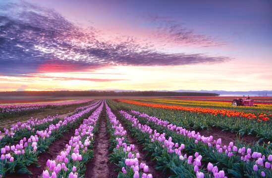 Painted Sunrise (Wooden Shoe Tulip Farm)