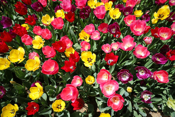Fototapeta na wymiar Colorful Tulip in Flower Garden