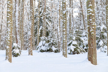 Winter woods, snowy mood. Cloudy day.