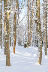 Naklejka premium Winter woods, snowy mood. Cloudy day.