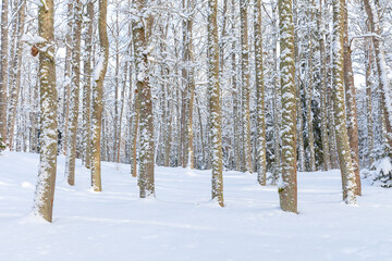 Winter woods, snowy mood. Cloudy day.