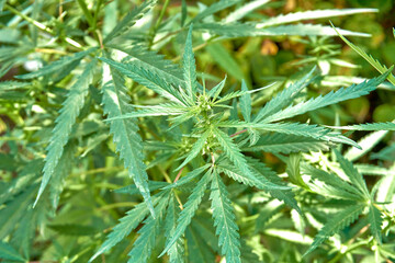 A marijuana bush with strong branches with ripe seeds. Hemp, cannabis.