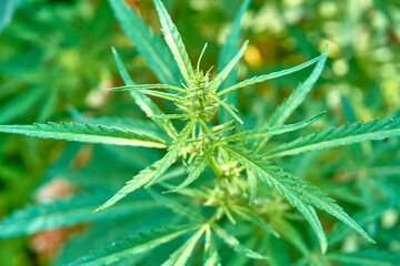 A marijuana bush with strong branches with ripe seeds. Hemp, cannabis.