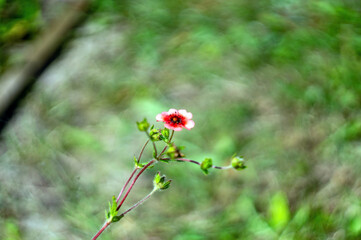 Obraz na płótnie Canvas small red flower in the garden