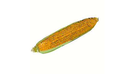 vector illustration of corn fruit isolated on a white background