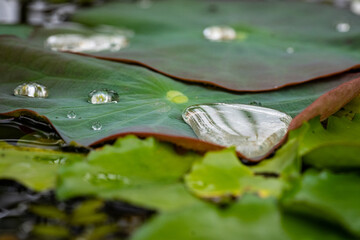 Seerosenblätter mit Wasser 