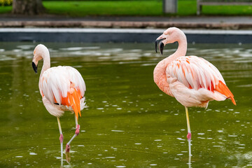 Flamingos im Wasser