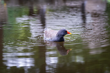 Das Wasserhuhn im Wasser