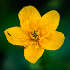 Gelbe Blüte im Simmer