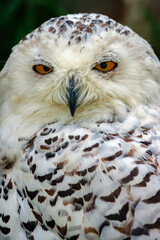 Obraz premium Snowy Owl (Bubo scandiacus), also known as the Arctic Owl.
