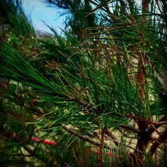 pine tree branches