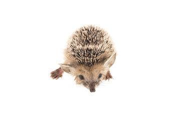 little hedgehog isolated on white background