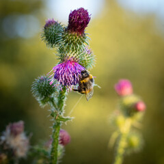 Hummel an einer Blüte