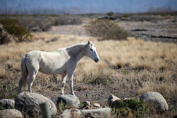 white horse in the mountains