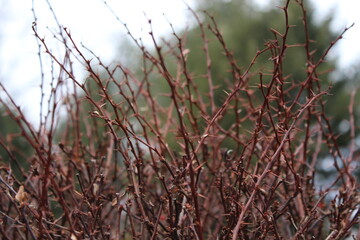 red thorns