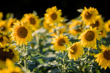 Sunflower in Field