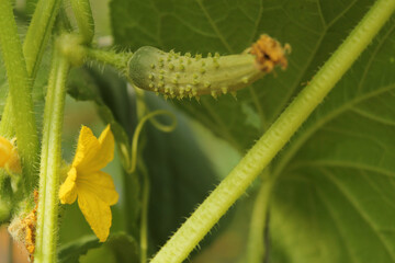Cucumbers Growing on Vine With Flowers Blooms