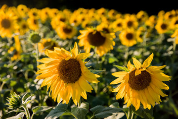 Fototapeta premium Sunflowers in a Field 
