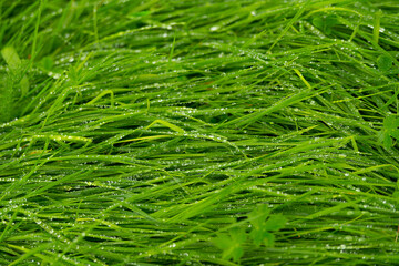 lush grass after the rain