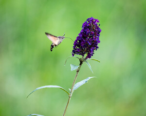 Taubenschwänzchen auf Nahrungssuche 