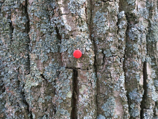 Naklejka premium red drawing pin or thumbtack on the bark of a tree