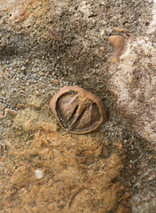 marine fossils on stone, ancient mollusks