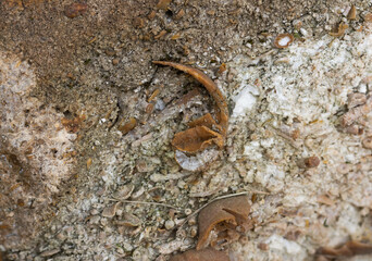 marine fossils on stone, ancient mollusks