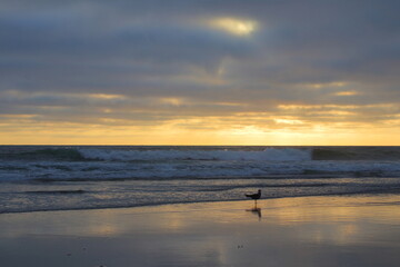 Beach Bird Silhouette on the shore