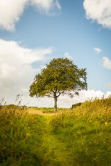 young tree in Galway Ireland