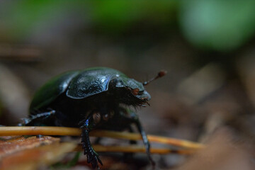 A beetle in the forest (macro)