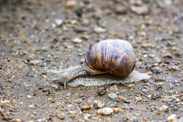Snail moving on a cobbled surface