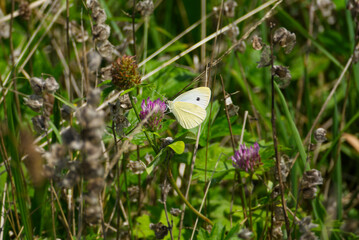 Small white butterfly (Pieris rapae) perched on purple flower in Zurich, Switzerland