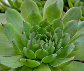 HOUSELEEK OR THUNDERPLANT FROM THE CRASSULACEAE FAMILY