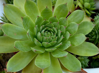 HOUSELEEK OR THUNDERPLANT FROM THE CRASSULACEAE FAMILY