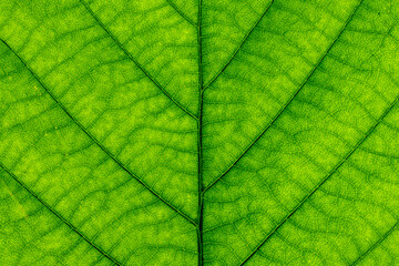 Naklejka na ściany i meble Bright transparent green leaf close-up, beautiful abstract green background for design and relaxation