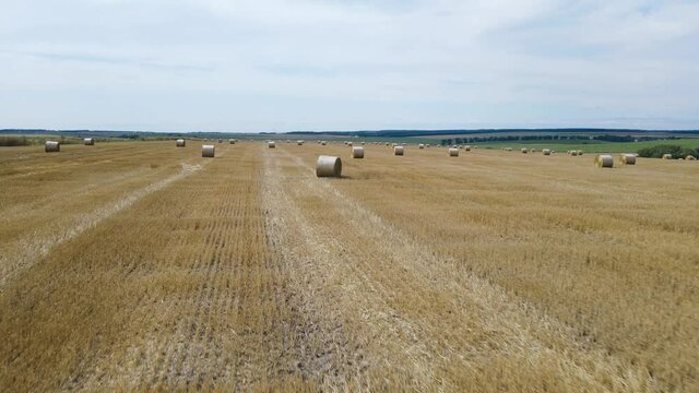 Rolls of golden haystacks on the farm field. Harvesting wheat in summer