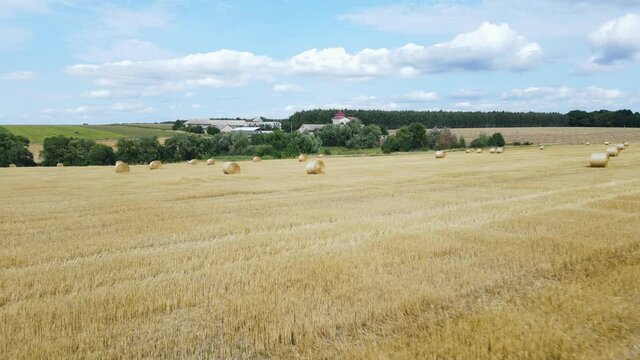 Rolls of golden haystacks on the farm field. Harvesting wheat in summer