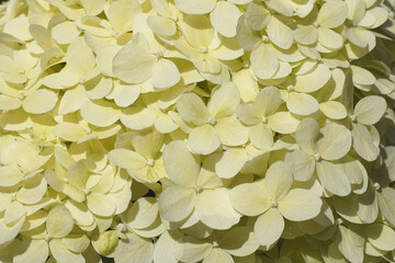 Background of light lime-green flowers of Hydrangea (Hydrangea paniculata limelight), family...