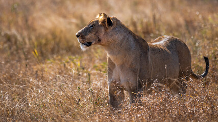 Backlit African lioness standing above the tall grass peering intently at prey in the distance