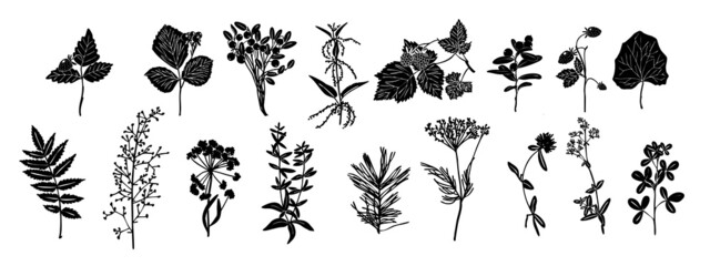 Set of silhouettes of botanical elements. Herbarium. Branches with leaves, herbs, wild plants. Garden and forest collection of leaves and grass. Vector illustration on white background