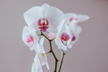 Fototapeta na wymiar A bloom phalaenopsis plant. White orchids flowers on grey background, close up. A place for your design or text. High quality photo