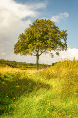 Fototapeta premium young tree in Galway Ireland