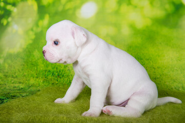 White American Bullies puppy on green background