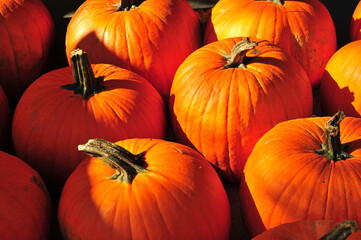 Fall Pumpkins in New England